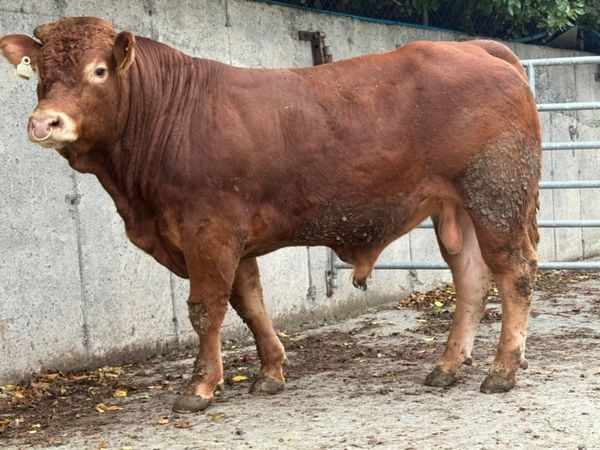 4 Pedigree Angus and Limousin Bulls - Main image