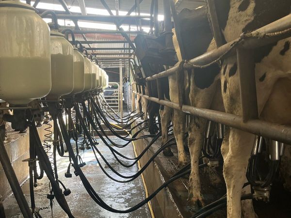 12 unit milking machine - Main image