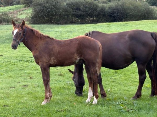 Irish draft colt foal - Main image