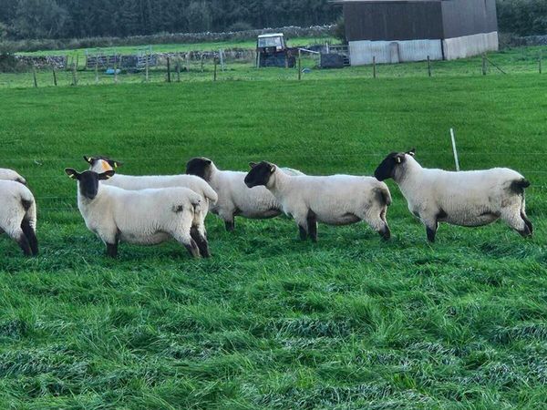 Hoggets - Main image