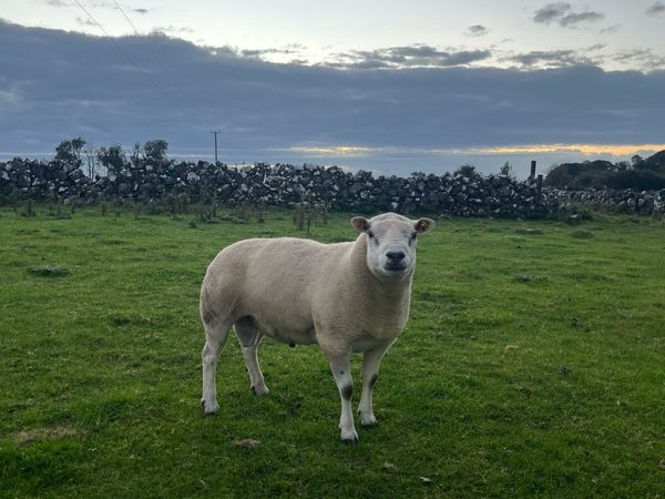 Texel Ram - Main image