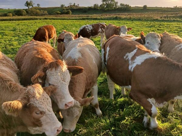 20 simmental maiden heifers - Main image