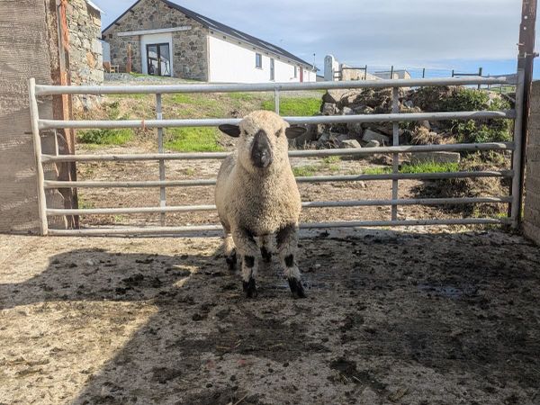 Ram lamb - Main image