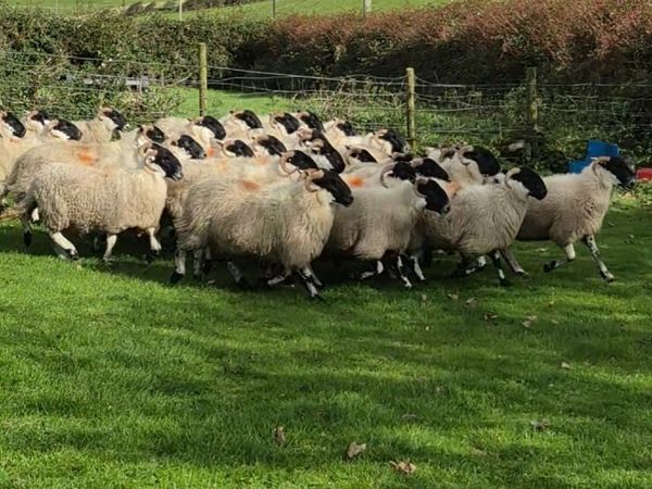 Scotch Hoggets - Main image