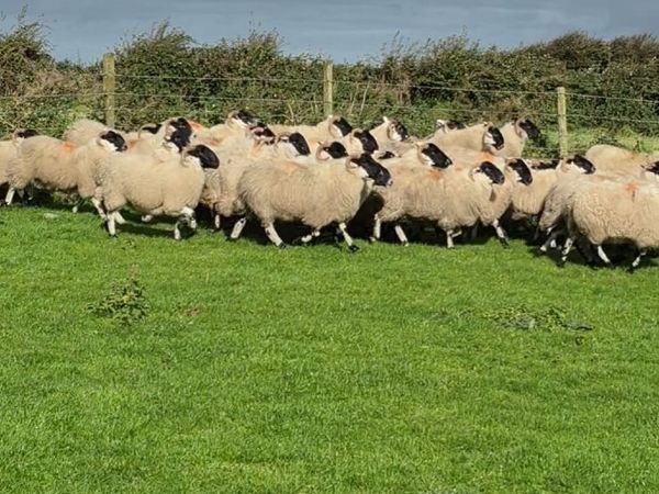 Scotch Hoggets - Main image