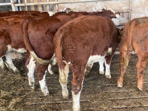 Weanlings - Main image