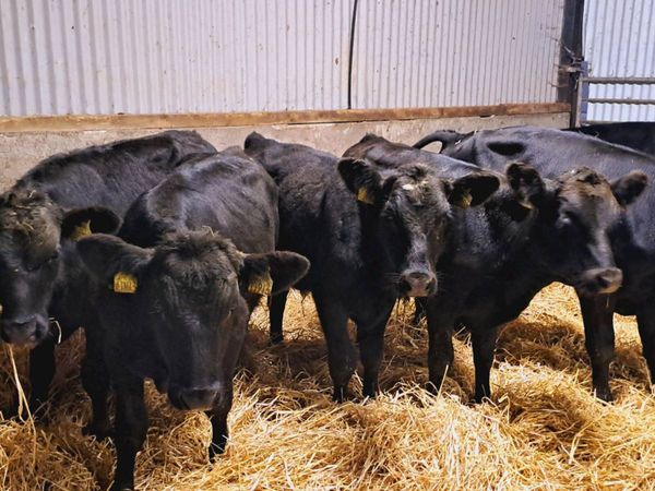 6 ANGUS BULL WEANLINGS 230KGS - Main image