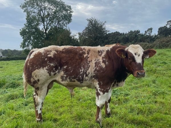 PPS bred bull weanling - Main image