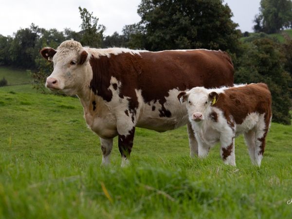 Pedigree Hereford Cow and Calf - Main image