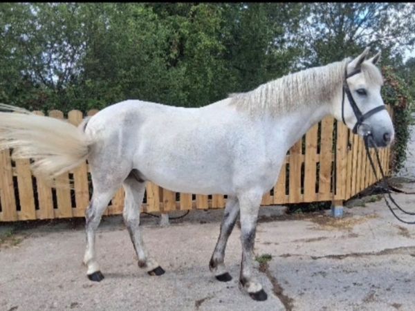 Connemara Pony - Main image