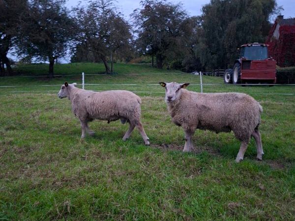 Charollais Ram Lambs for Sale - Main image