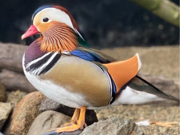 Mandarins - Main image