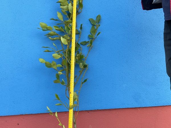 Griselinia hedging - Main image