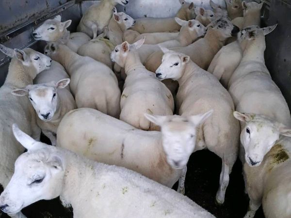 Ewe lambs - Main image