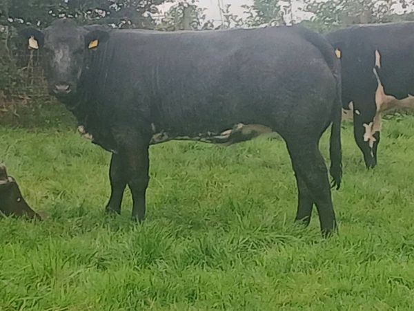 1 Top Quality U grade 5 🌟 BBX Heifer for sale. - Main image
