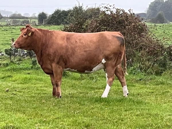 In calf heifers - Main image