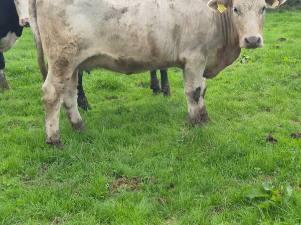 Calving march Incalf cows - Main image