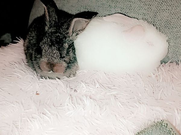 Quality Flemish giants - Main image