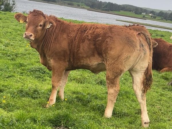 Limousin Heifers, Manorhamilton Mart. 28th Sep. - Main image