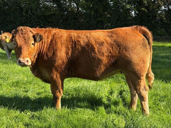 Quality Breeding Heifers - SCEP Eligible - Main image
