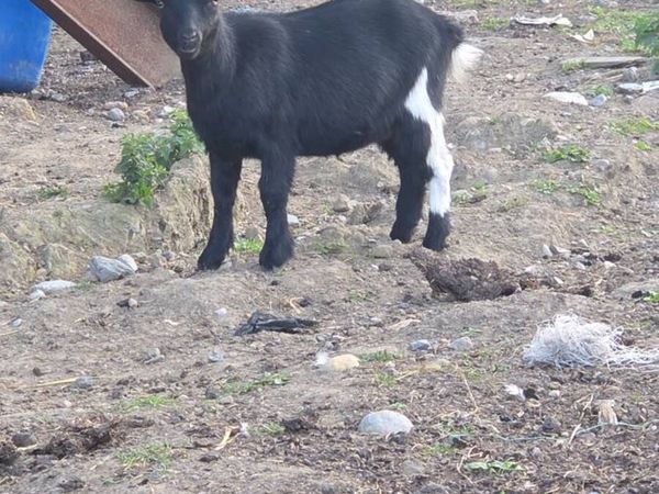 Lovely Pygmy goats - Main image