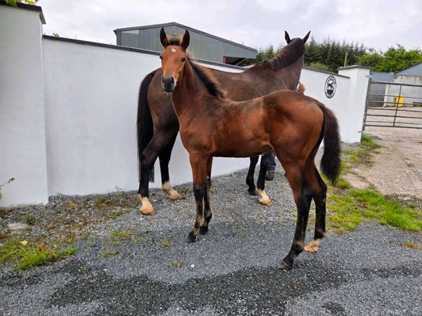 4yr Old (RID) Irish Draft Filly - Main image