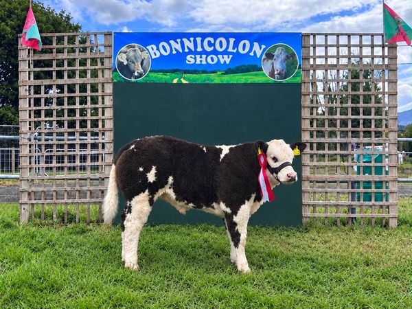 Bull show calf - Main image