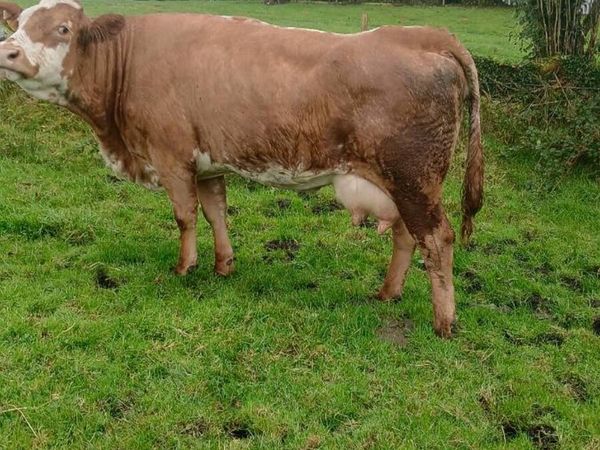 Foster cow or calf wanted - Main image