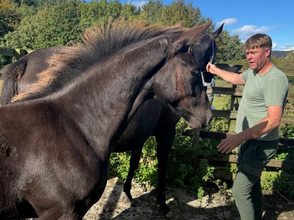 Attractive BLACK colt for sale - Main image