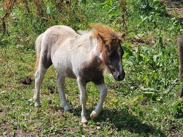 Shetland pony foal - Main image