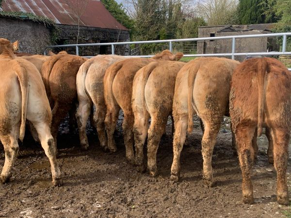 U grade heifers - Main image
