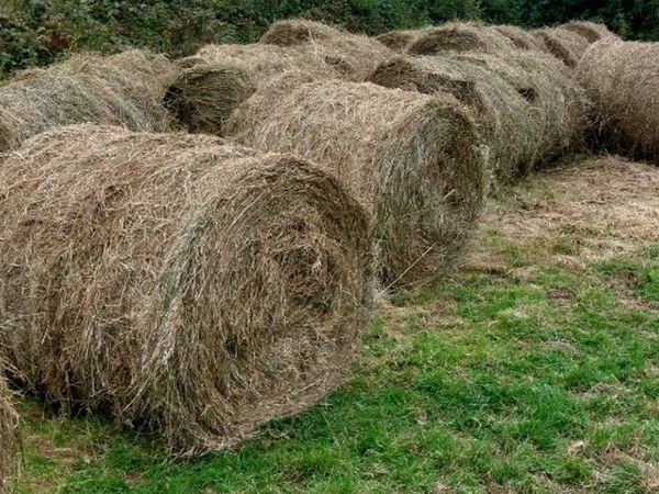 Bales of Rushes/bedding - Main image