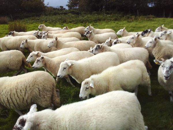 Hogget Ewes for sale - Main image