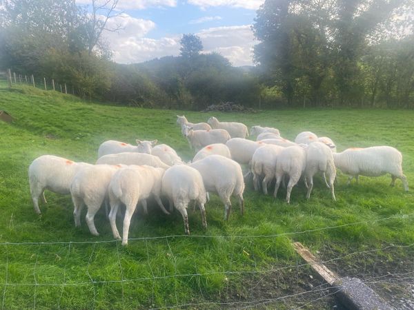 Cheviot Hoggets - Main image