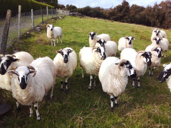 Hogget ewes for sale - Main image