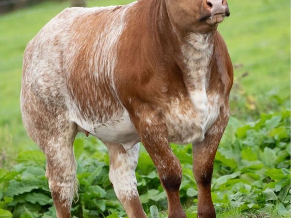 Super 4438 breading heifer - Main image