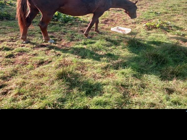 Throughbred mare - Main image