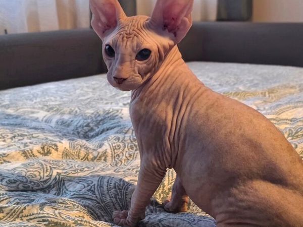 Sphynx - Main image