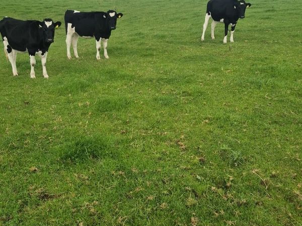 Freisan heifers - Main image