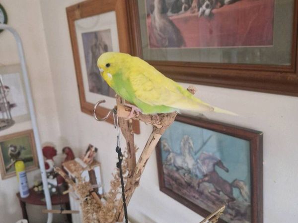 Transport box and budgie - Main image
