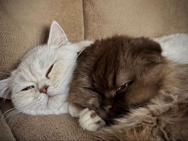 Female Scottish Straight and female Scottish fold - Main image