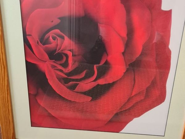 Large Rose Print in wooden frame with glass - Main image