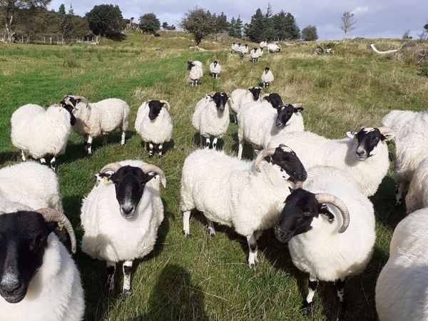 Hogget Ewes For Sale - Main image