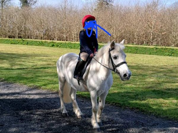 Pony - Main image
