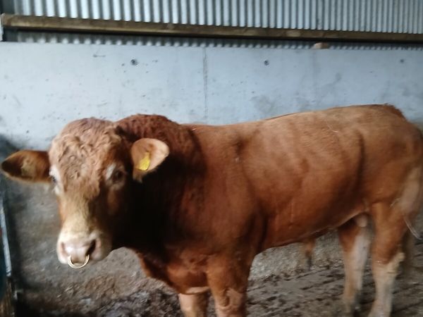Bull - Main image