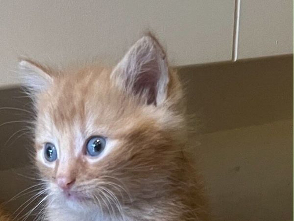 Five beautiful ginger Kittens - Main image