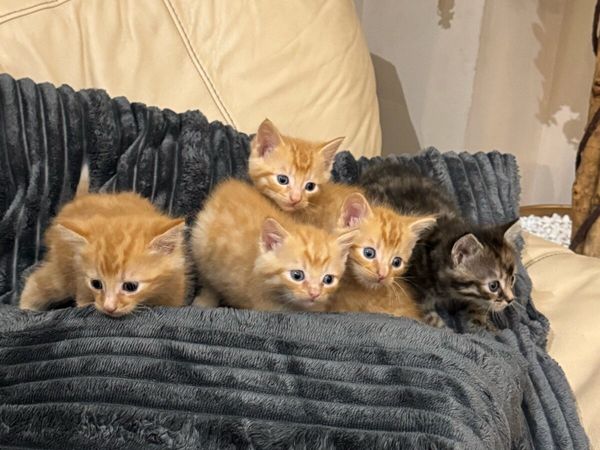 Five beautiful ginger Kittens - Main image