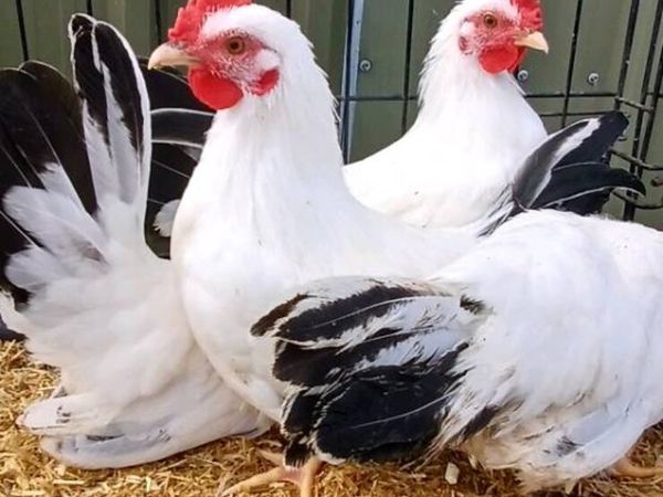 Japanese Bantam pairs - Main image