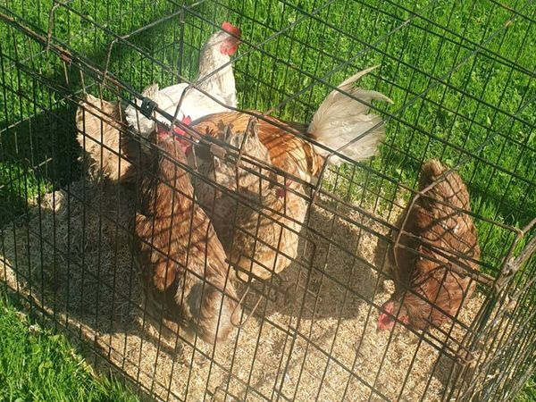 Hens and Bantam Rooster - Main image