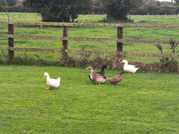 Ducks - Main image